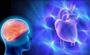 Coherencia Emocional; relación entre el cerebro y el corazón